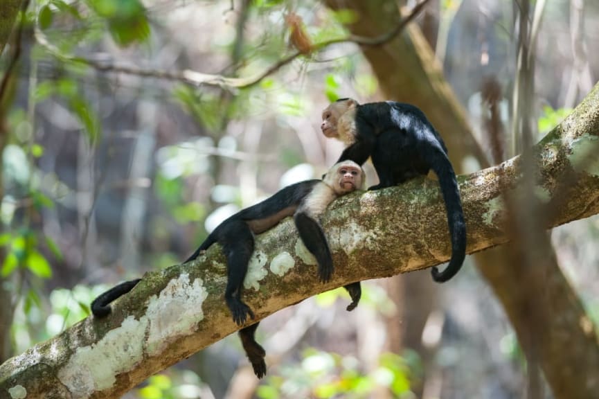 Capuchin monkeys in Corcovado National Park, Costa Rica