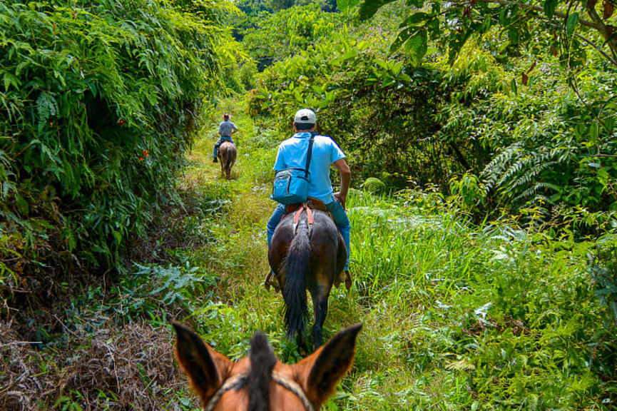 Horseback riding through the jungle in Costa Rica