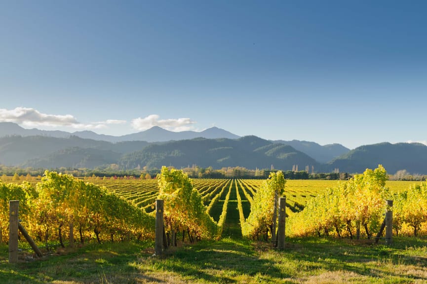 Vineyard in the Marlborough region of New Zealand