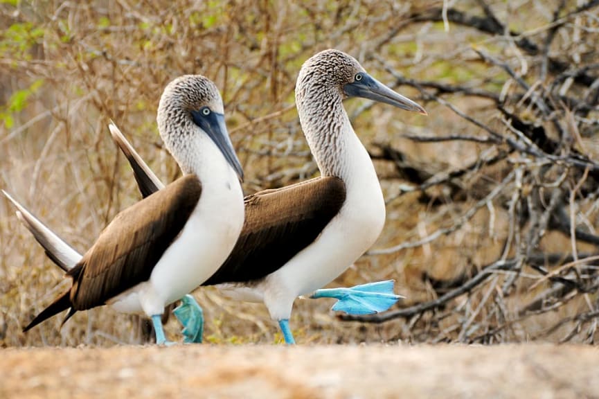 Blue-footed boobies in the Galapagos Islands