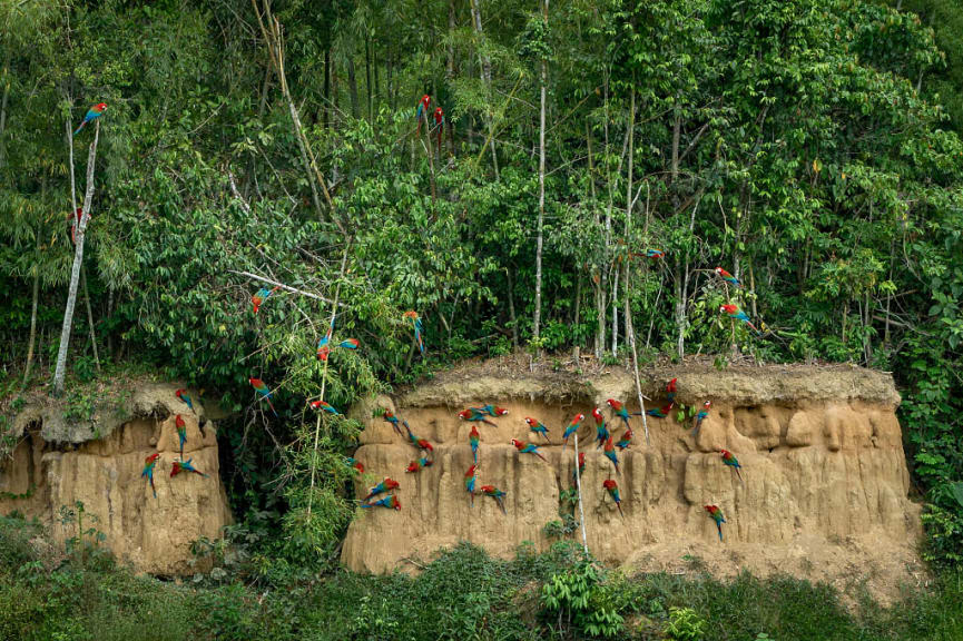 Macaws feeding at clay licks along the river in Manu National Park, Peru