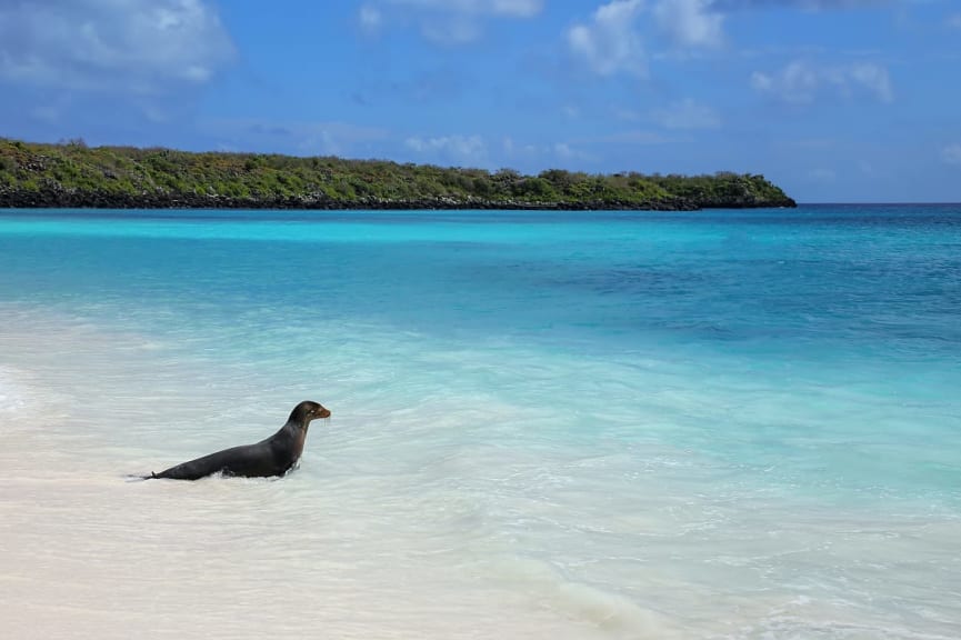 Sea lion in Gardner Bay, Espanola Island in the Galapagos