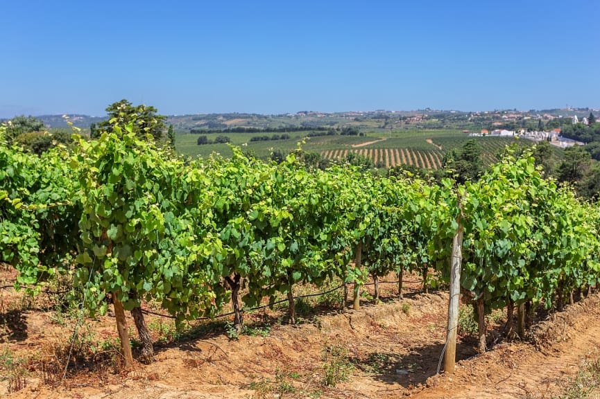 Vineyards of the Alentejo Region, Portugal