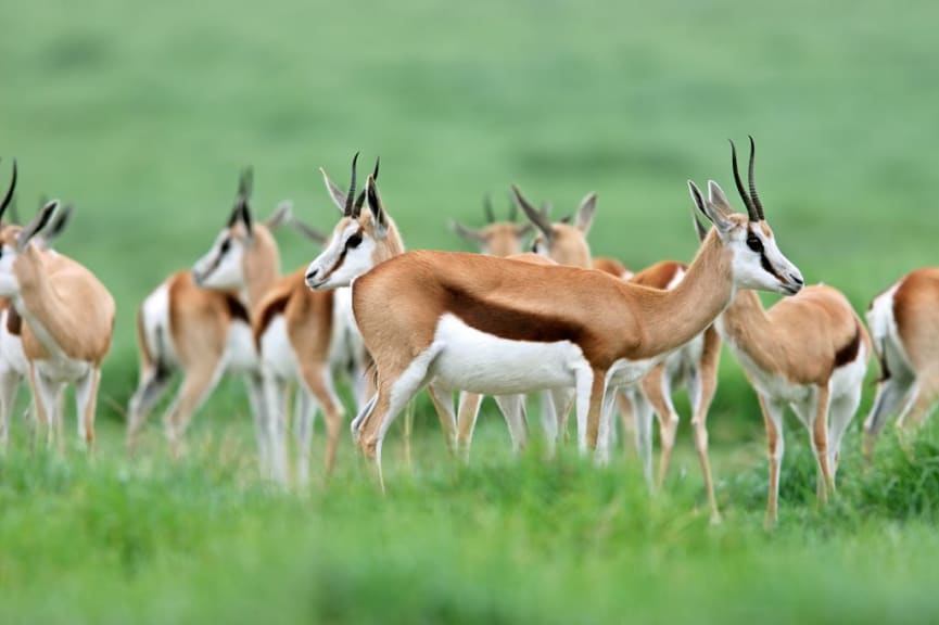 Herd of Springbok Antelopes, South Africa