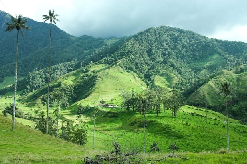 Cocora Valley in the Quindío Department of Colombia.