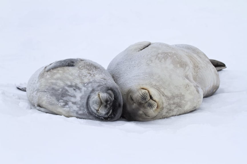 Female and large puppy Weddell seals laying on the Antarctic ice