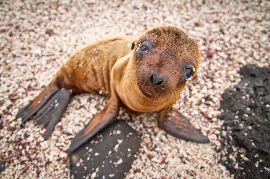 Baby sea lion in the Galapagos Islands