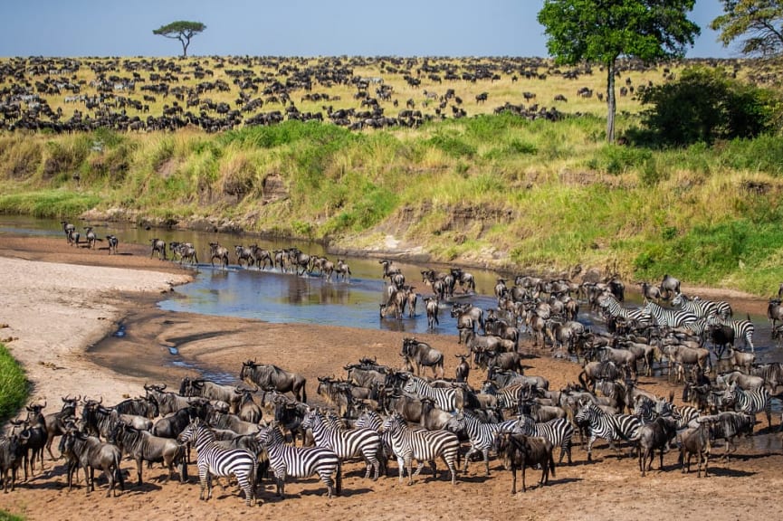 Great migration river crossing in Maasai Mara National Park, Kenya