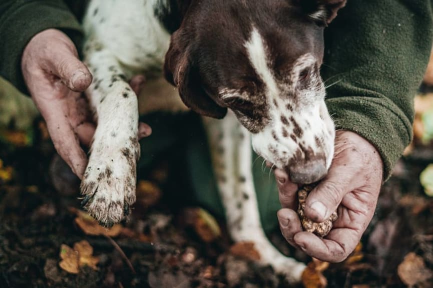 Truffle hunting in Alba, Italy.