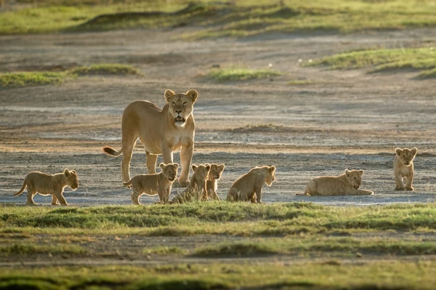 Pride of lions in Serengeti National Park, Tanzania