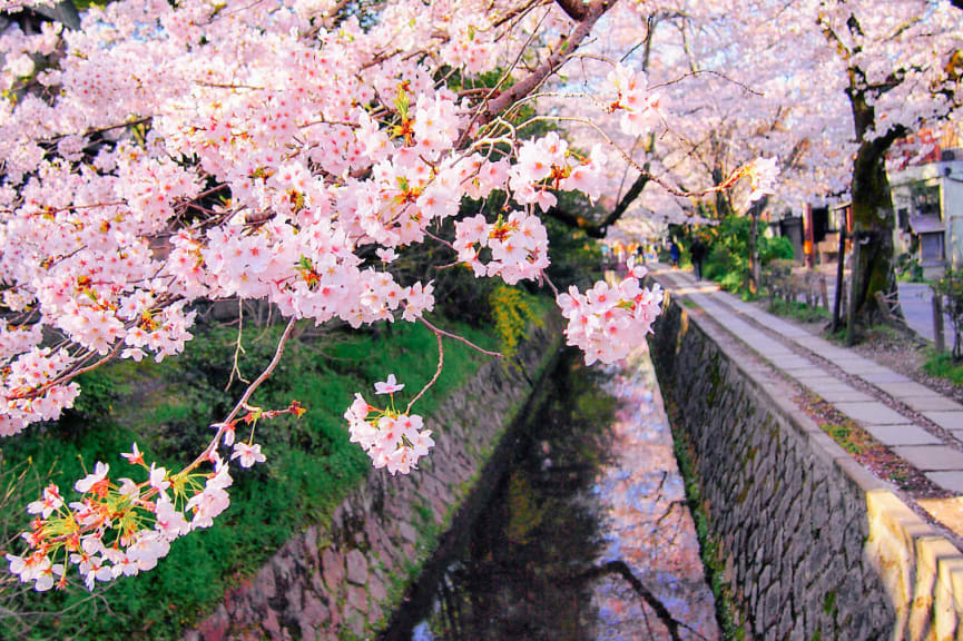 Cherry blossoms along the Philosopher's Path in Kyoto, Japan