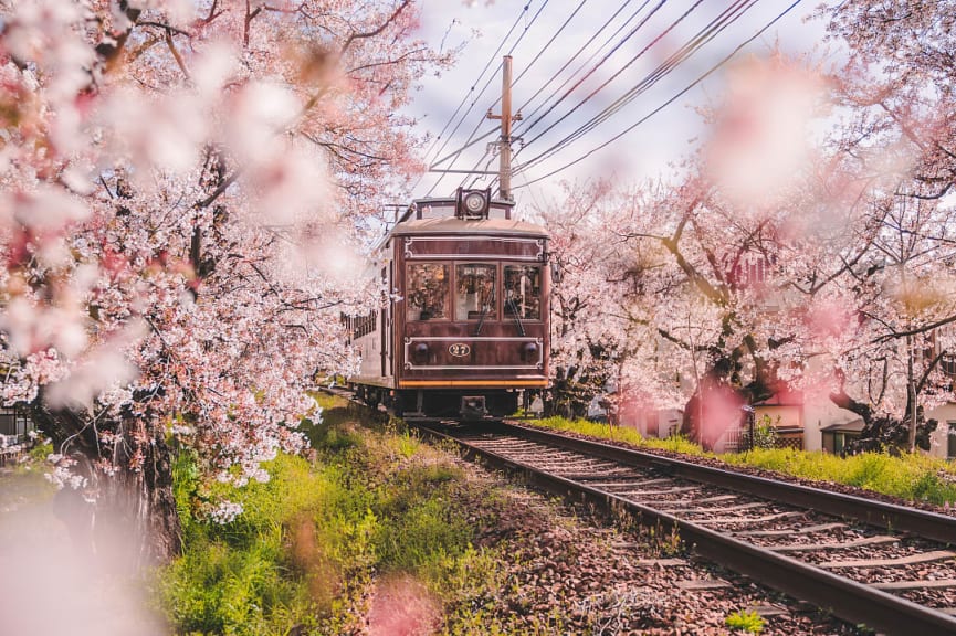 Local train in the Kyoto with cherry blossoms along the route