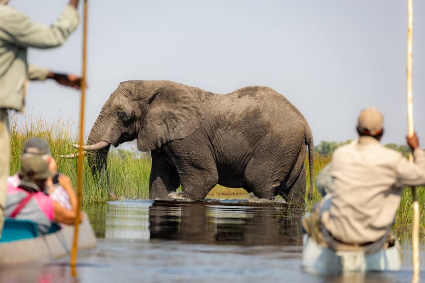 Tourists on mokoro safari observing an elephant in the Okavango Delta, Botswana