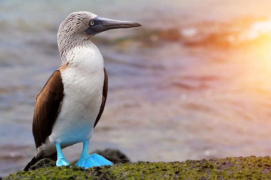 Blue-footed booby in the Galapagos, Ecuador 