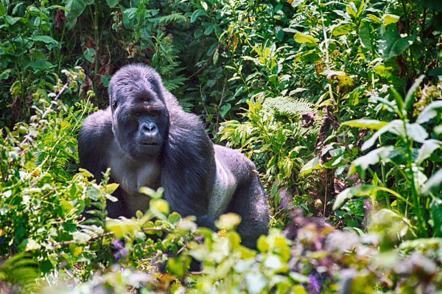 Gorilla in Volcanoes National Park, Rwanda