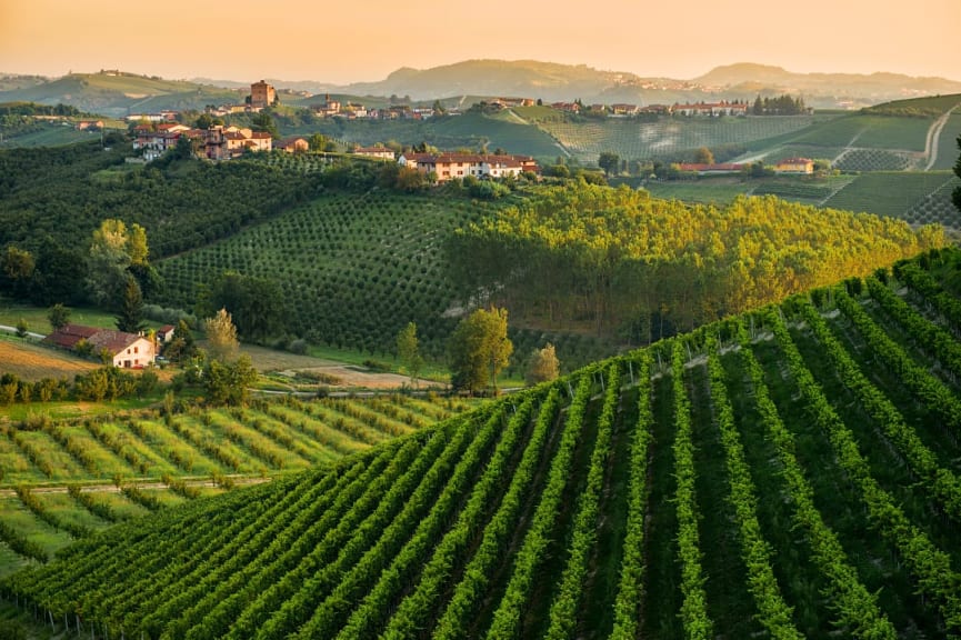 Vineyards in Piedmont, Italy