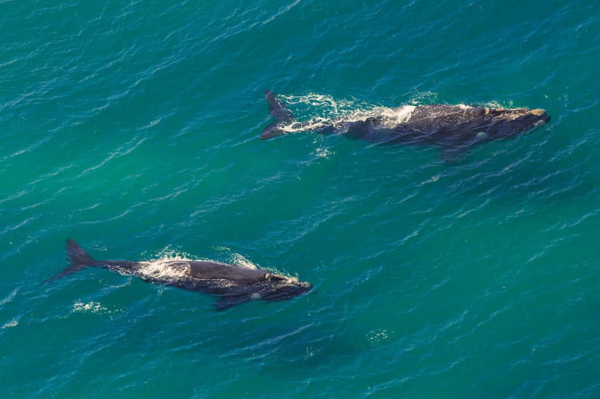 Two whales in Cape Vidal in KwaZulu-Natal Province, South Africa