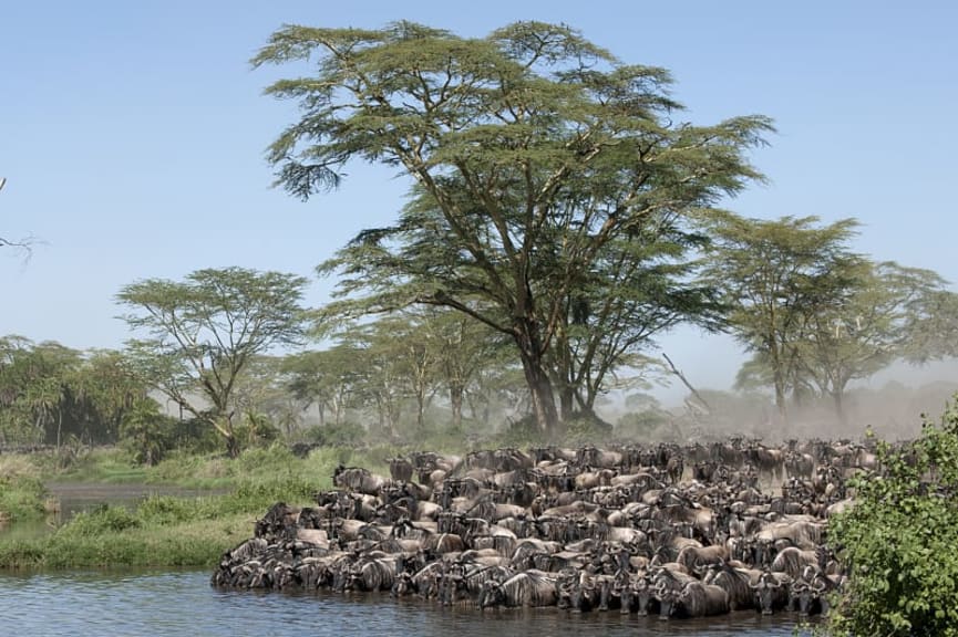 Wildebeest migration in Serengeti National Park