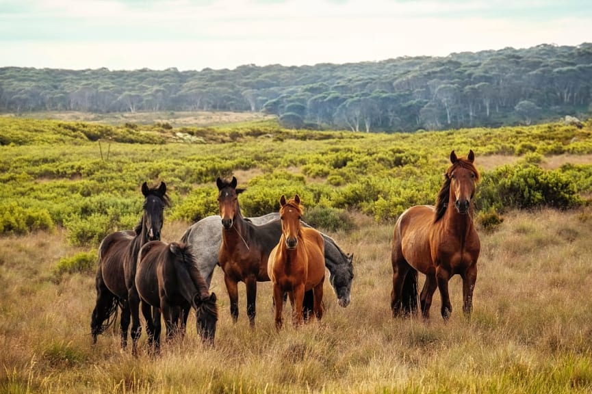 Wild horses in Kosciuszko National Park, New South Wales, Australia