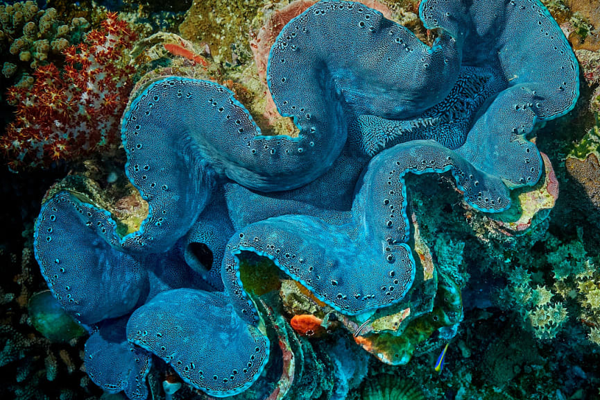 Giant colorful clam in The Great Barrier Reef, Australia