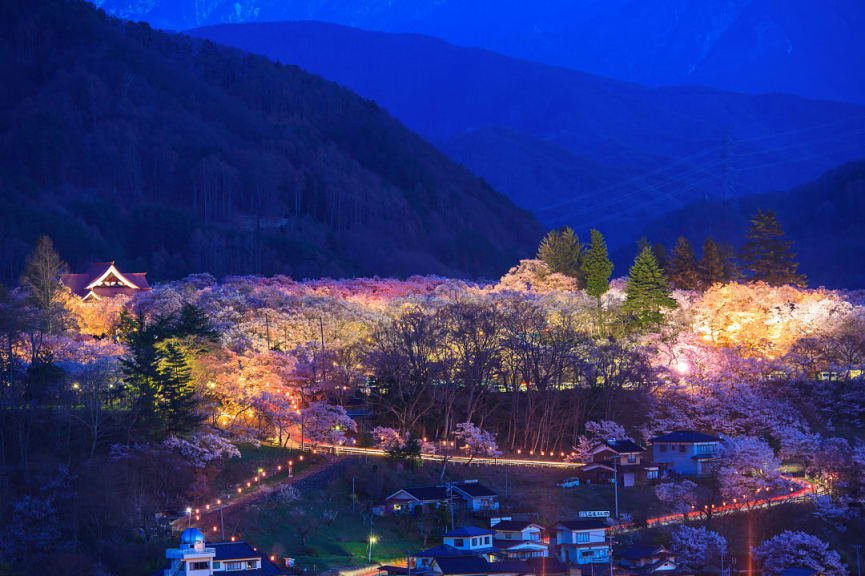 Cherry blossoms lit up at night in Takato Castle Park, Nagano