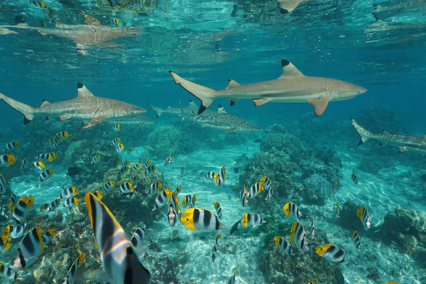 Snorkeling amongst the coral with sharks and colorful fish in French Polynesia