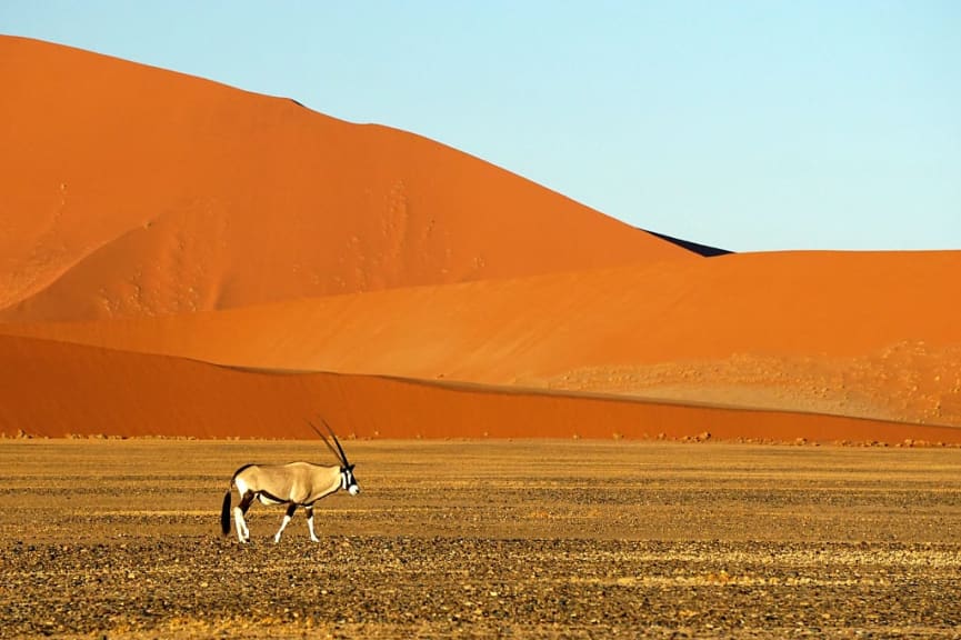 Antelope in front of the red desert, Namib Naukluft National Park, Namibia