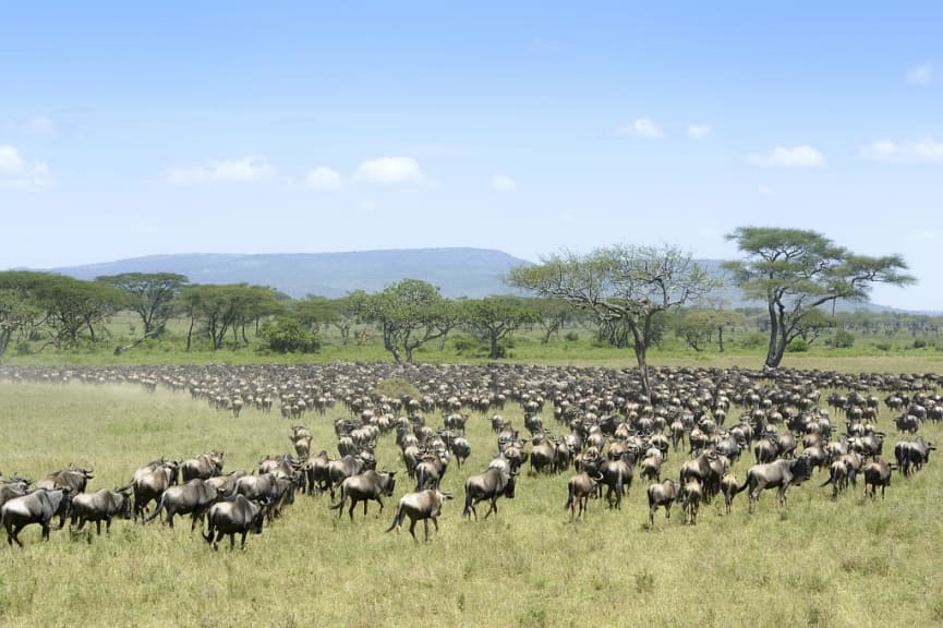 Wildebeest migration in Serengeti National Park, Tanzania