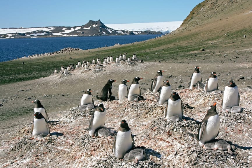 Colony of Gentoo penguins on the South Shetlands Island of Aitcho 