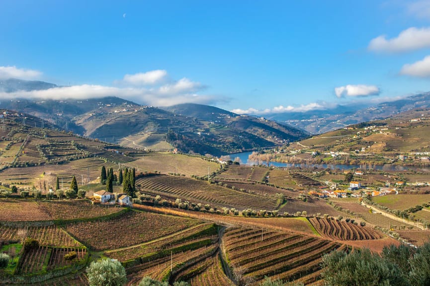 Vineyards in the Douro Valley during winter