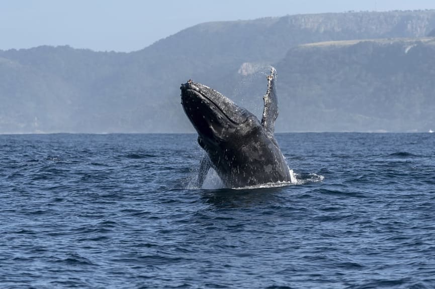 Humback whale Eastern Cape province of South Africa.