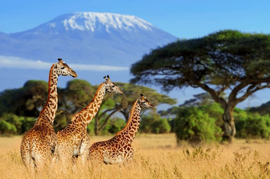 Amboseli National Park with Mount Kilimanjaro in the background