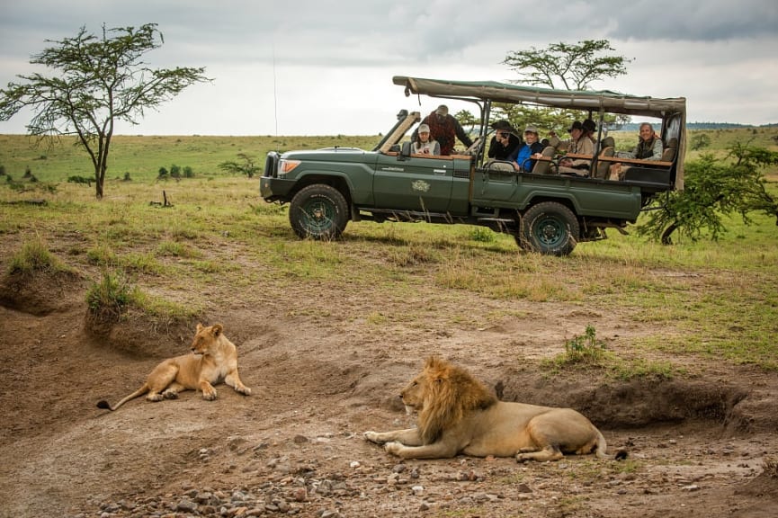 Male and female lion lying near safari jeep in Maasai Mara, Kenya