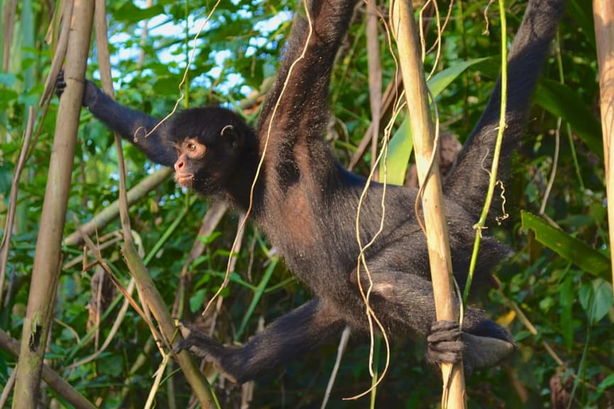 Spider Monkey in Madre de Dios, Peru