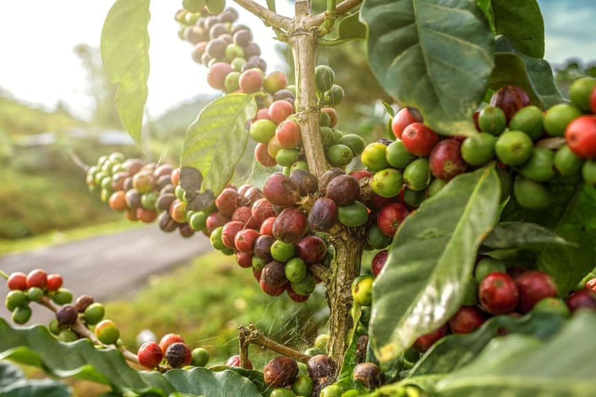 Coffee cherries at a farm in Colombia