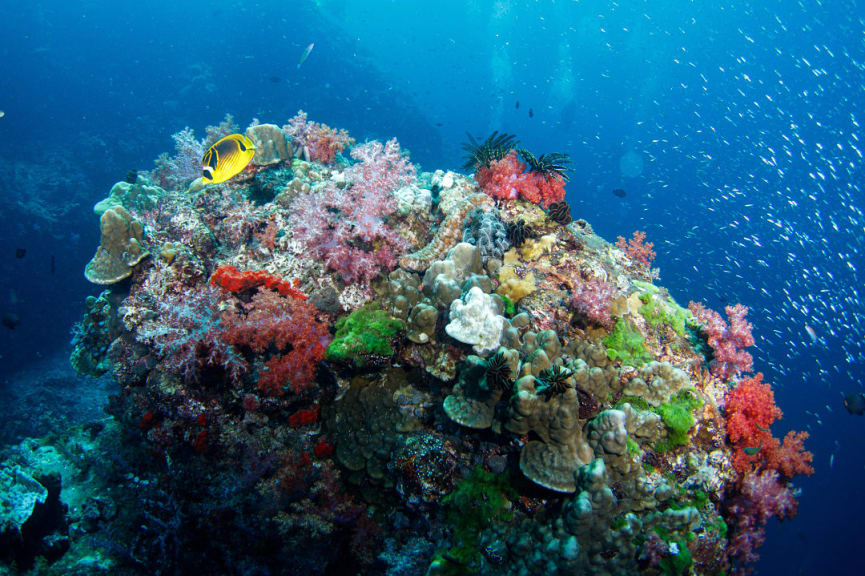 Colorful corals in the Great Barrier Reef, Australia