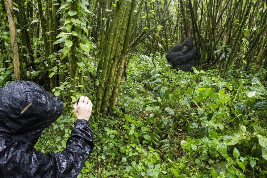 Gorilla trekking at the Volcanoes National Park in Rwanda.