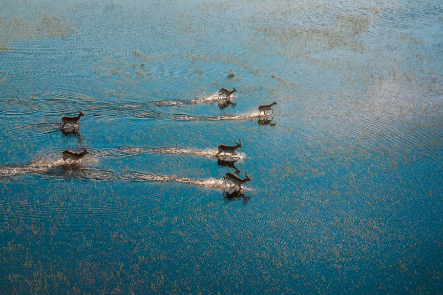 Aerial safari observing antelopes running across flooded grasslands in the Okavango Delta, Botswana