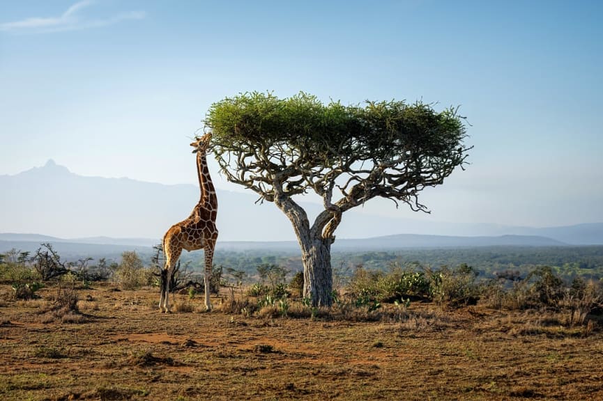 Laikipia National Park, Kenya