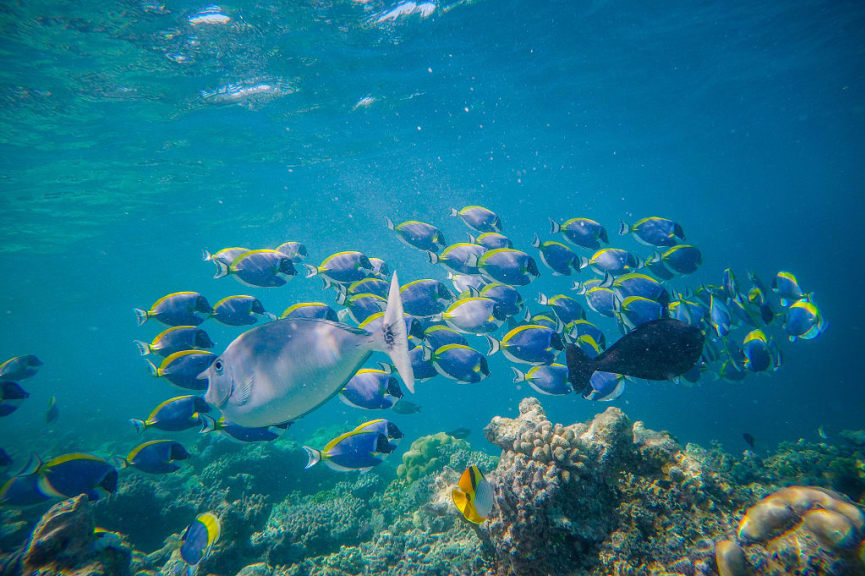 Fish swimming along the reef in the Maldives