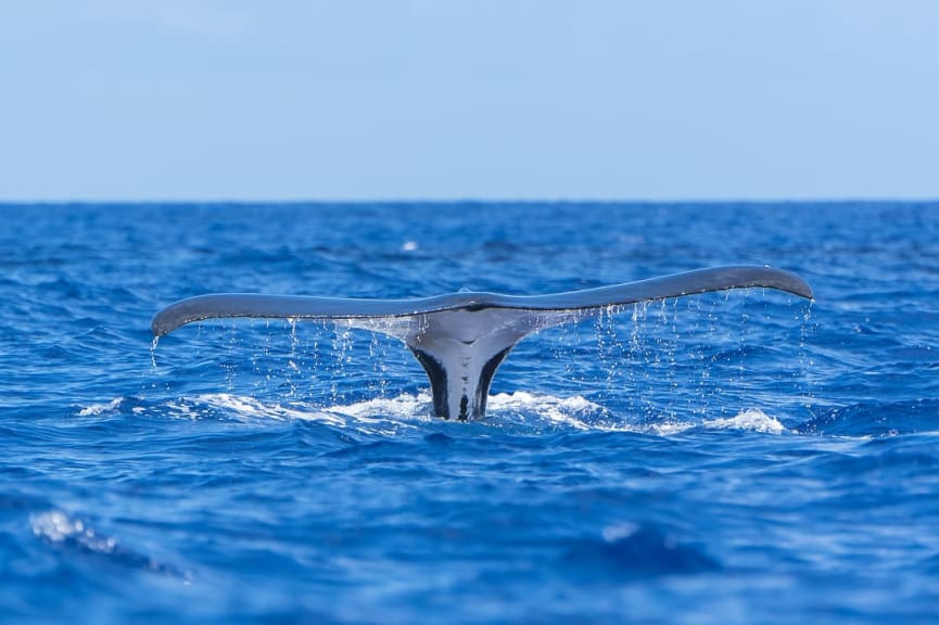 Wale tale above the water surface in French Polynesia