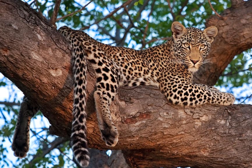 Leopard lounging in tree, Sabi Sands Game Reserve, South Africa