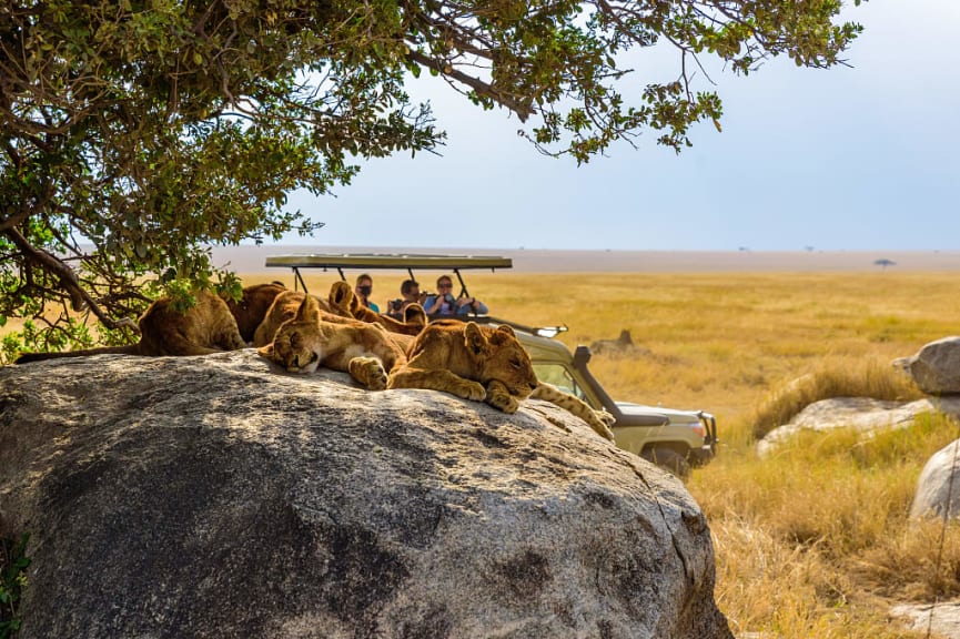 Travelers in jeep on a safari game drive observing young lions lying on rocks in Serengeti National Park, Tanzania, Africa