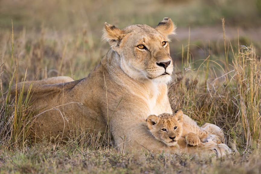 A lioness and cub in the Maasai Mara