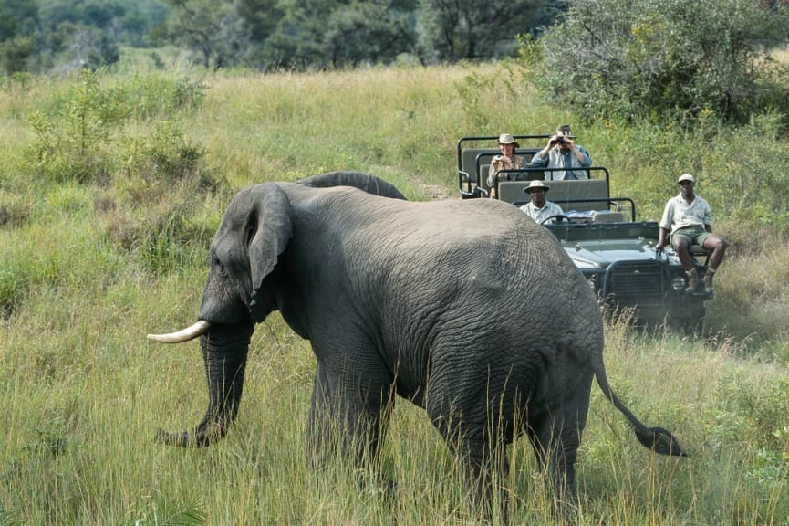 Couple in jeep on safari observing an elephant