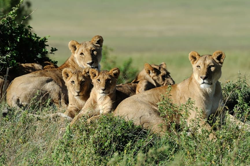 Pride of lions in Maasai Mara National Reserve, Kenya