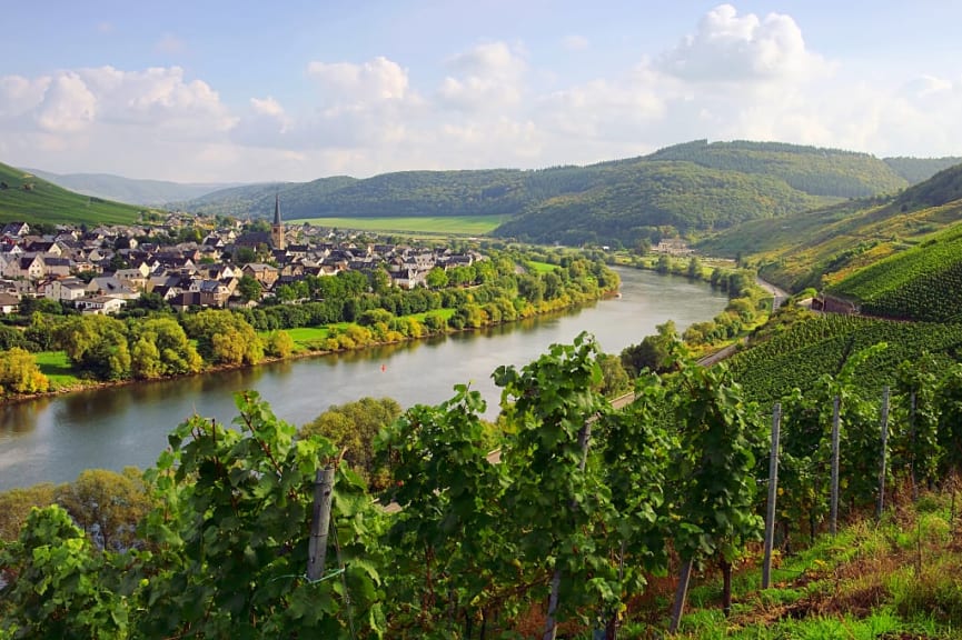 Vineyards in Zeltingen-Rachtig in the Mosel Valley, Germany