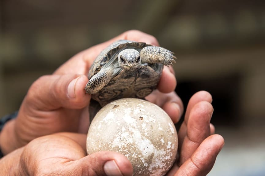 Baby giant tortoise on Isabela Island, Galapagos