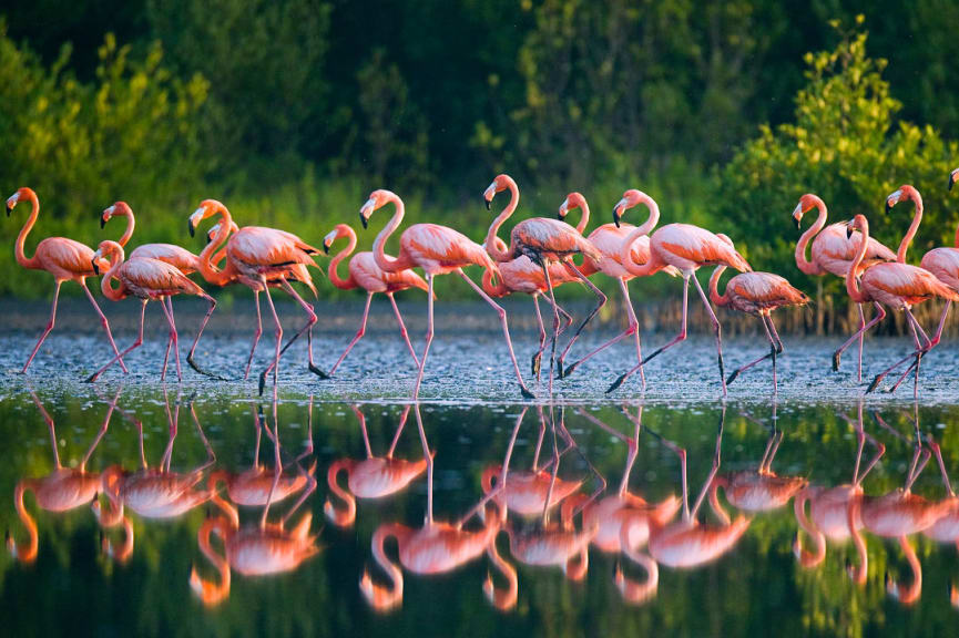 Flamingos at Rio Maximo Wildlife Reserve in Camagüey, Cuba.