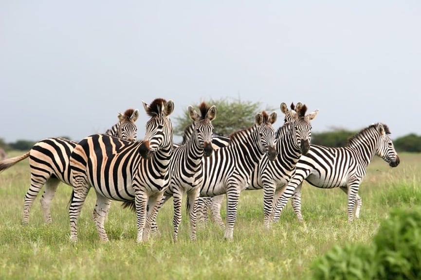 Herd of zebras in Bostwana in Nxai Pans National Park, Bostwana